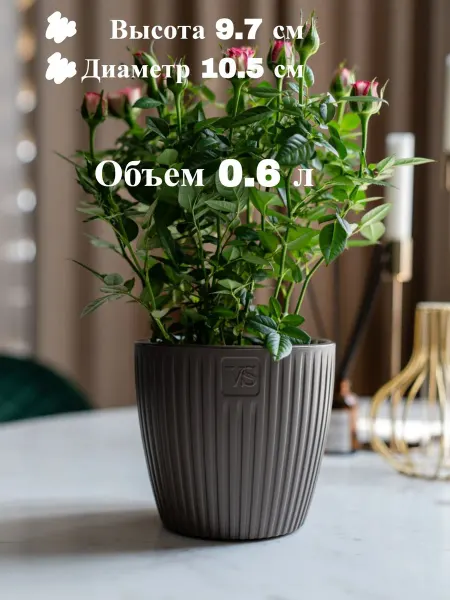 VipSet Горшок двойной с дренажной системой Эви 0,6 л Инжир