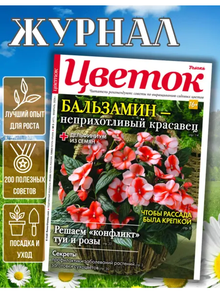 Цветок Красивые цветы для дома. Бальзамины №3 24