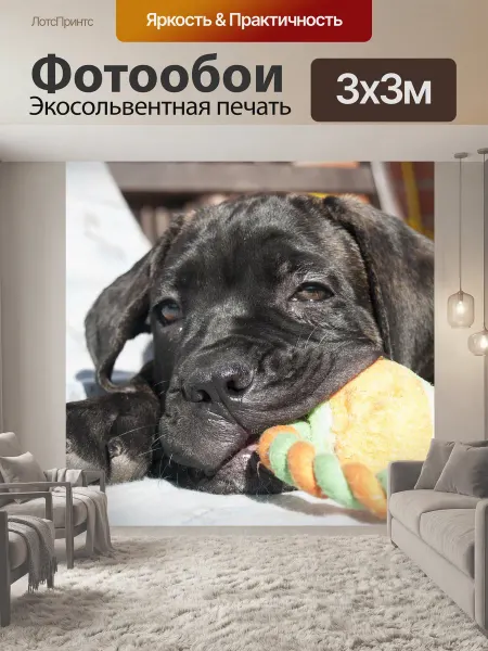 LotsPrints Фотообои "Собака, щенок, кане корсо" 3x3м