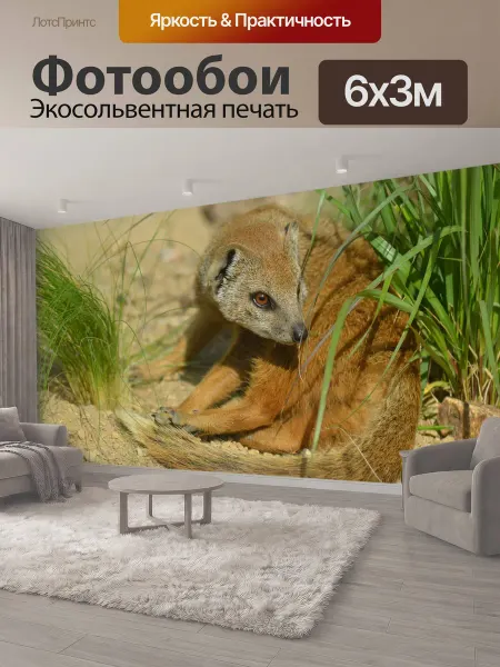 LotsPrints Фотообои "Желтый мангуст, cynictis penicillata, африка" 6x3м