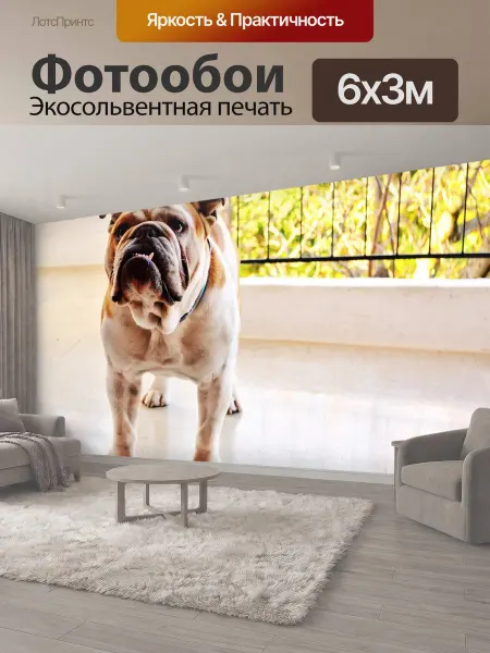 LotsPrints Фотообои "Животное, английский, бульдог" 6x3м