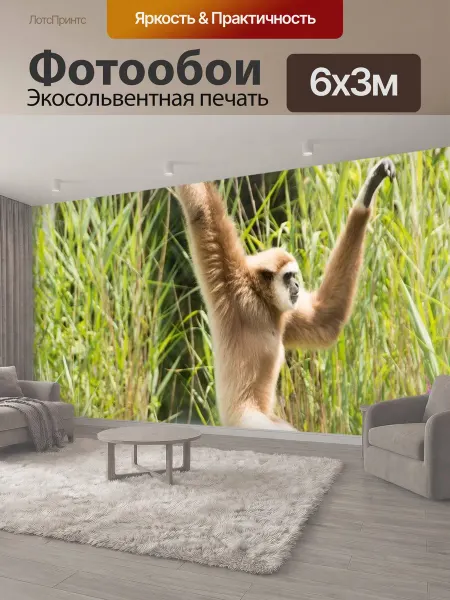 LotsPrints Фотообои "Гиббон, обезьяна, белый" 6x3м