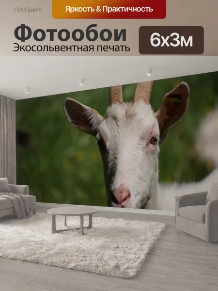 LotsPrints Фотообои "Животное, козел, закрывать" 6x3м