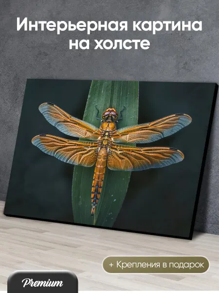 Modulka Картина на холсте Стрекоза и лист