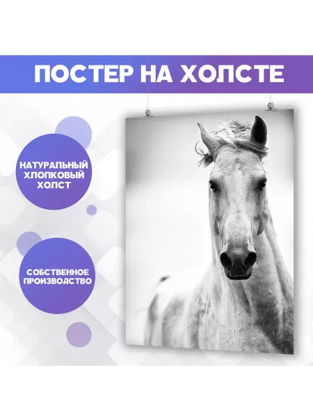 БАН Постер Лошадь чб 50х70 см