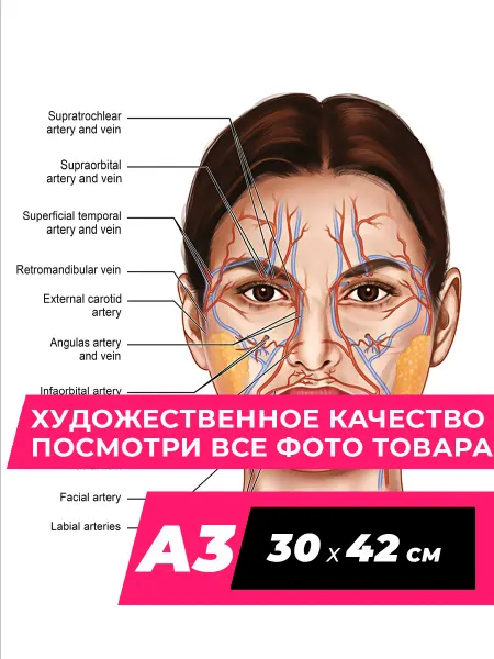 Анатомия лица Study Постер Анатомия лица человека на стену A3