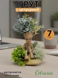 Интерьерная статуэтка Грут на камушке с Цетрарией