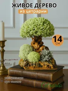 Статуэтка деревце с живой цетрарией. Оригинальный декор для дома и офиса