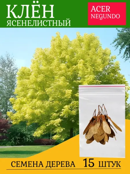 Семена Клен ясенелистный (Acer negundo)