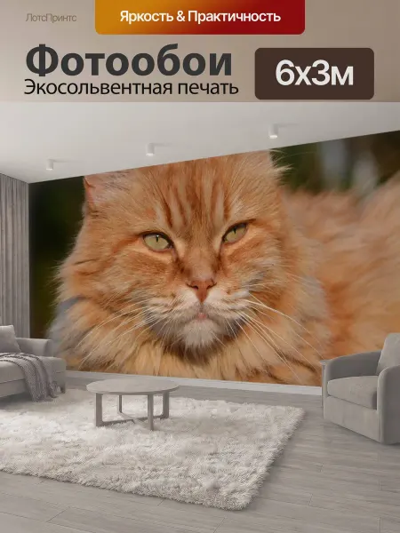 LotsPrints Фотообои "Кошка, feline, pet" 6x3м