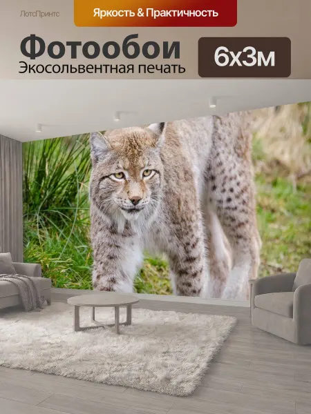LotsPrints Фотообои "Рысь, feline, млекопитающее" 6x3м