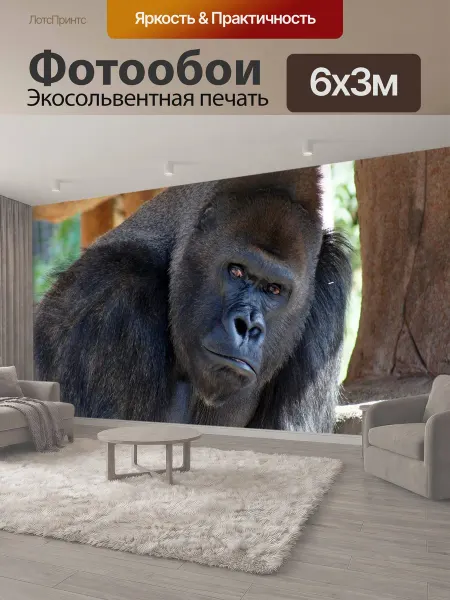 LotsPrints Фотообои "Животное, горилла, погрузчик" 6x3м