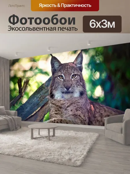 LotsPrints Фотообои "Рысь, кошка, дикая кошка" 6x3м