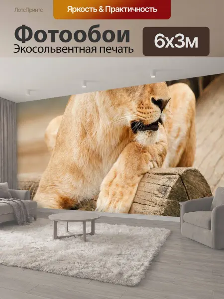 LotsPrints Фотообои "Лев, животное, зоопарк" 6x3м