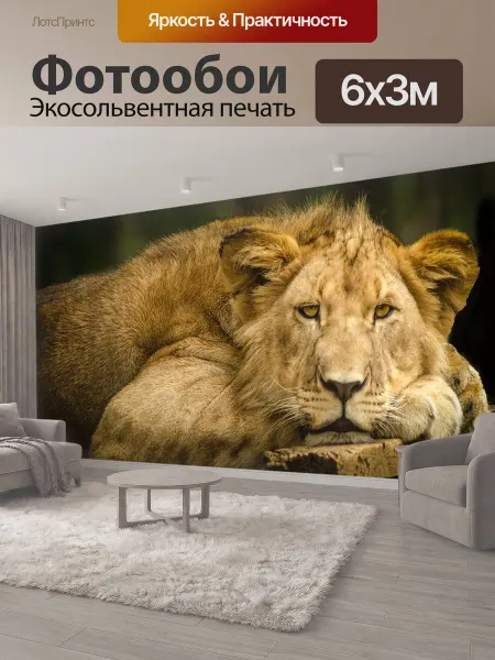 LotsPrints Фотообои "Лев, молодой, закрыть" 6x3м
