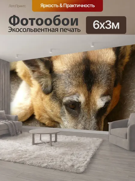 LotsPrints Фотообои "Собака, пастушья собака, животное" 6x3м