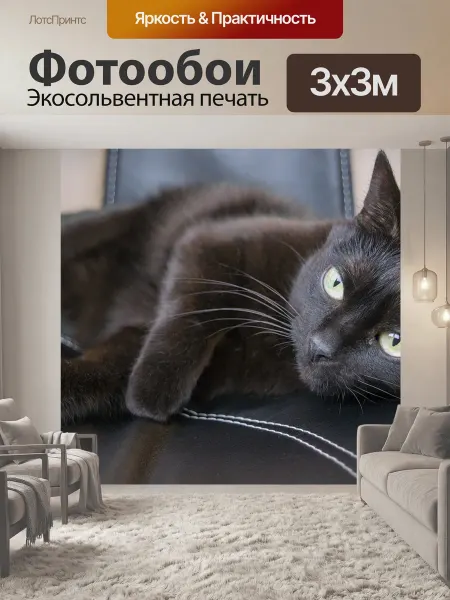 LotsPrints Фотообои "Черный кот, питомец, морда кота" 3x3м