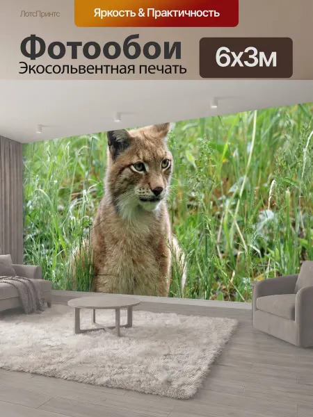 LotsPrints Фотообои "Рысь, зоопарк, большой кот" 6x3м