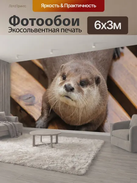 LotsPrints Фотообои "Выдра, животное, мех" 6x3м