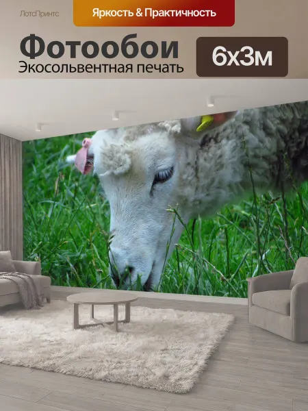 LotsPrints Фотообои "Овец, природа, животное" 6x3м