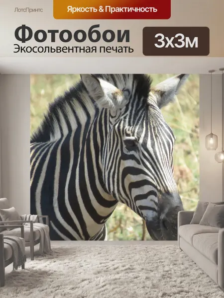 LotsPrints Фотообои "Животное, африка, голова зебры" 3x3м