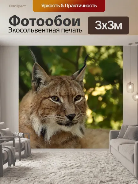 LotsPrints Фотообои "Рысь, животное, большой кот" 3x3м