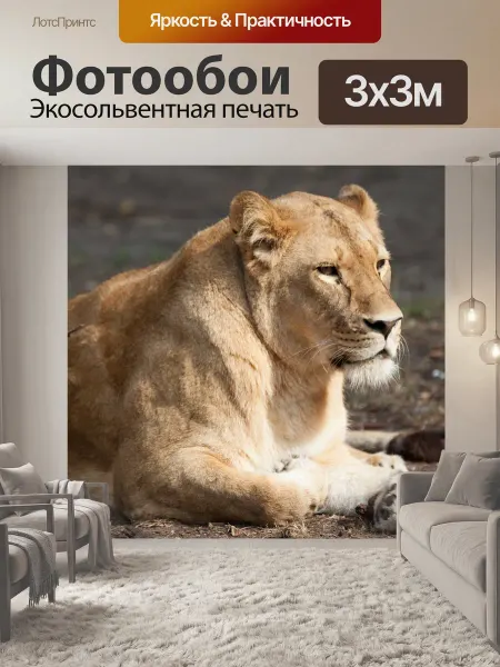 LotsPrints Фотообои "Лев, большой кот, львица" 3x3м