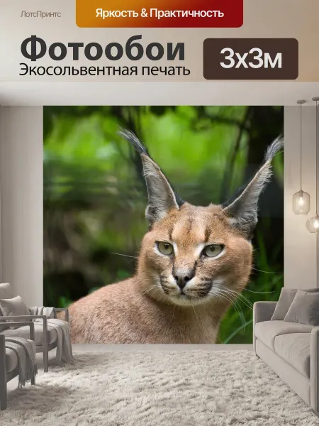 LotsPrints Фотообои "Животное, кот, каракал" 3x3м