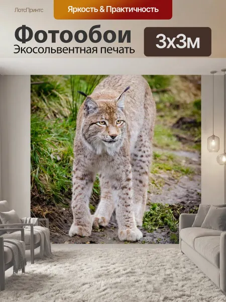 LotsPrints Фотообои "Животное, рысь, кошачий" 3x3м