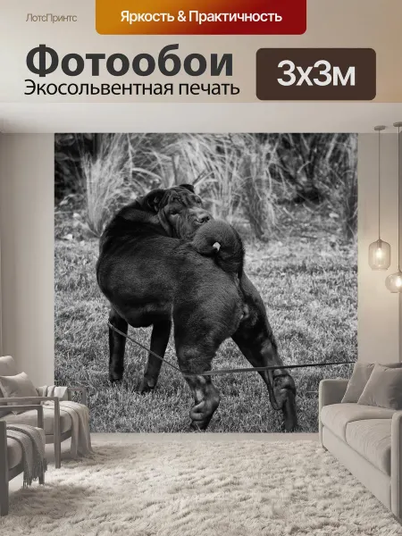 LotsPrints Фотообои "Собака, шар-пей, животное" 3x3м