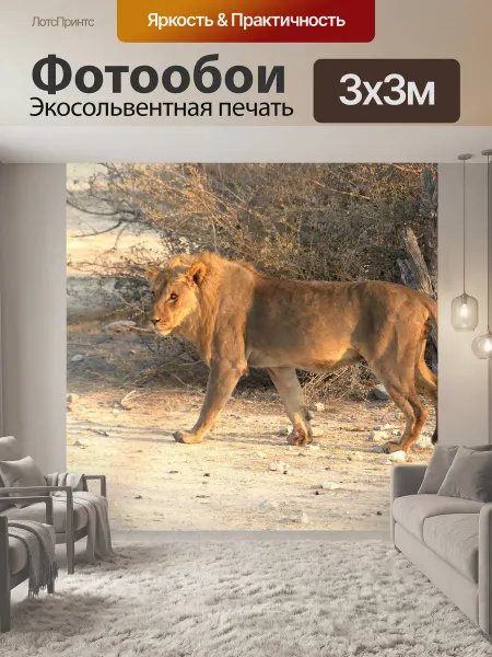 LotsPrints Фотообои "Лев, сафари, национальный парк этоша" 3x3м