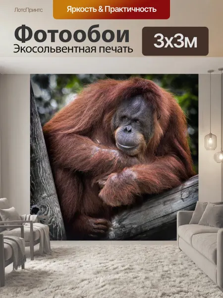 LotsPrints Фотообои "Орангутан, обезьяна, красный" 3x3м