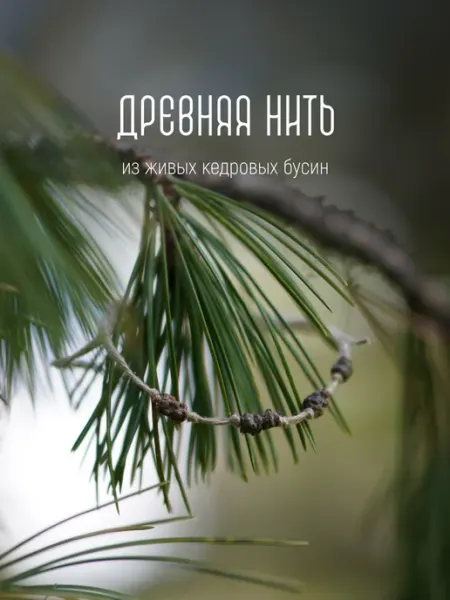 Древняя кедровая нить с Алтая ДАЙРА