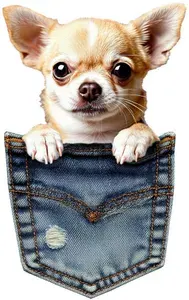Термонаклейка на одежду - 9 х 14.5 см., "Чихуахуа в кармашке"