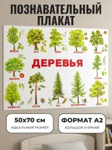 Развивающий плакат А2. Деревья