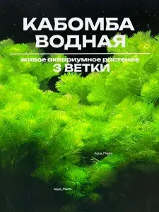 Кабомба обыкновенная - 3 ветки. Живое аквариумное растение