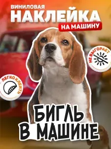Наклейка на автомобиль, DANGER DOG, Бигель в машине