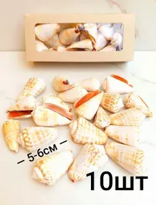 Ракушки морские 10шт (5-6см) "Стромбус Лухуанус" натуральные