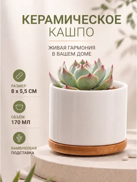 Агрофирма Кабачок Кашпо керамическое для суккулентов и кактусов 1 шт
