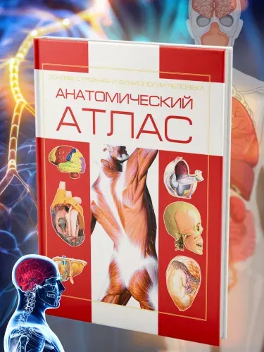 Книга Атлас анатомии человека, основы строения и физиологии | Борис Александр Иванович