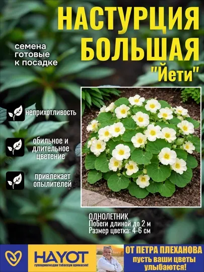 Настурция семена цветов: Йети, Аляска смесь, Малышка, Черный трюфель от Петра Плеханова