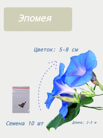 Семена Ипомеи 10 шт