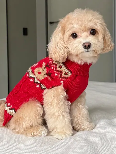 Pawsy Свитер для собак новогодний