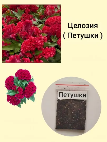 Семена Календула, Астра, Целозия Петушки, Вербена