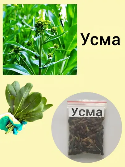 Семена кинза, помидор, укроп, листья, сельдерей, петрушка, редиска, базилик черный