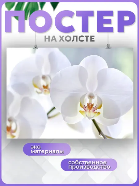 POSTERNAK Постер красивая белая орхидея 40х60 см