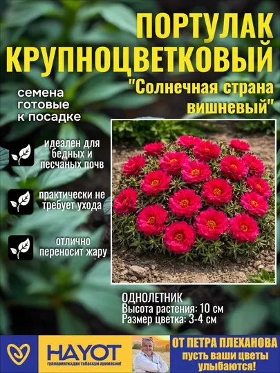 Семена цветов от Петра Плеханова: Цинния, Петуния, Портулак, Нигелла, Гомфрена, Целозия