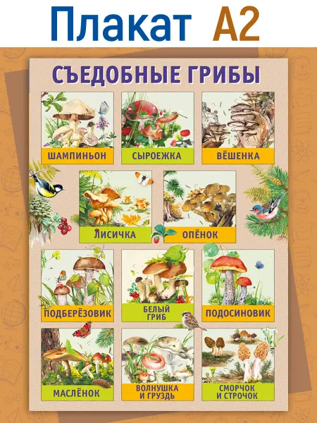 ТМ Мир поздравлений Плакат Съедобные грибы, для детей