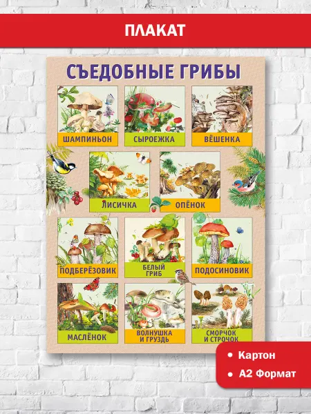 ТМ Мир поздравлений Плакат съедобные грибы в детский сад, школу