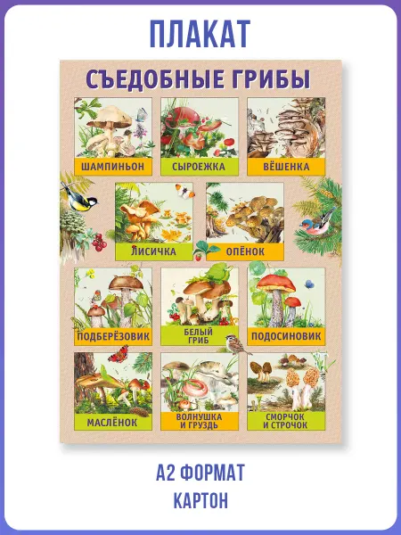 ТМ Мир поздравлений Плакат на стену съедобные грибы для детского сада и школы
